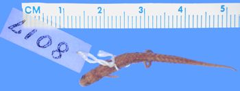 Media type: image; Herpetology A-8017